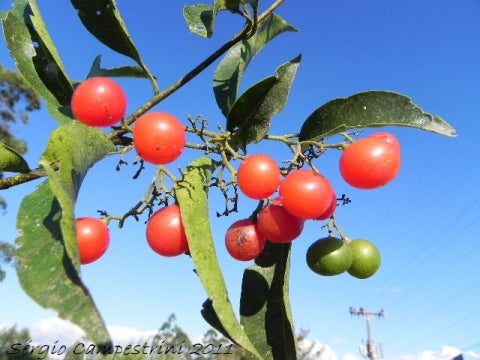 Cordia Ecalyculata