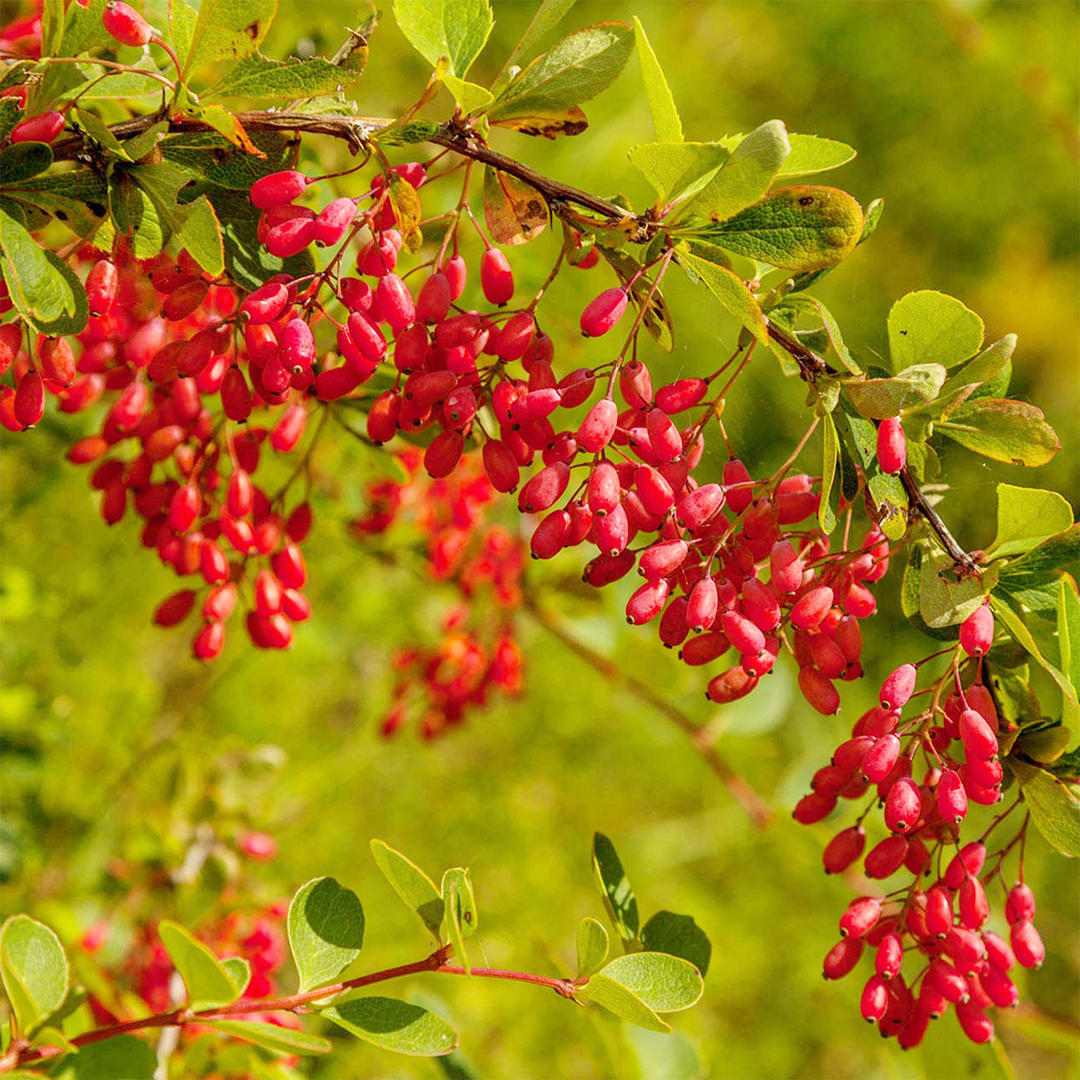 Berberine (Berberis vulgaris)