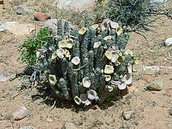Hoodia Gordoni
