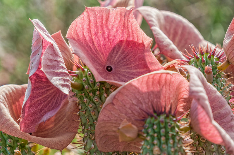 Hoodia Gordoni