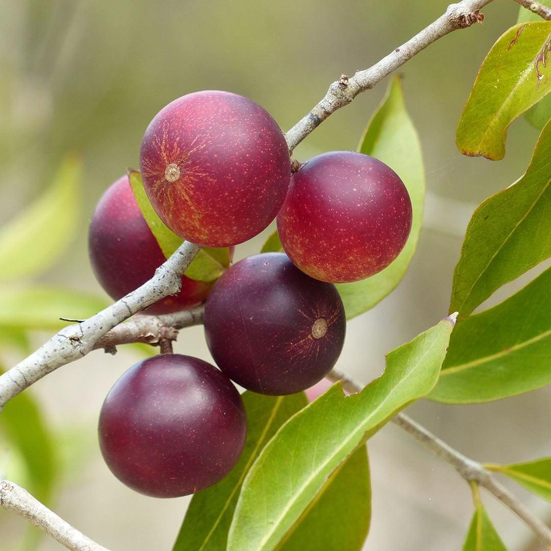 Myrciaria dubia (Camu Camu)