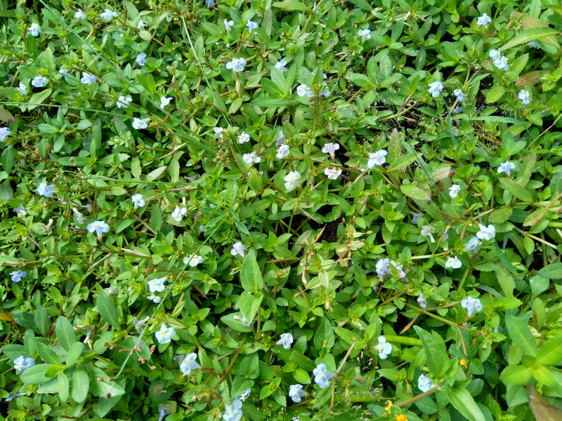 Bacopa Monnieri