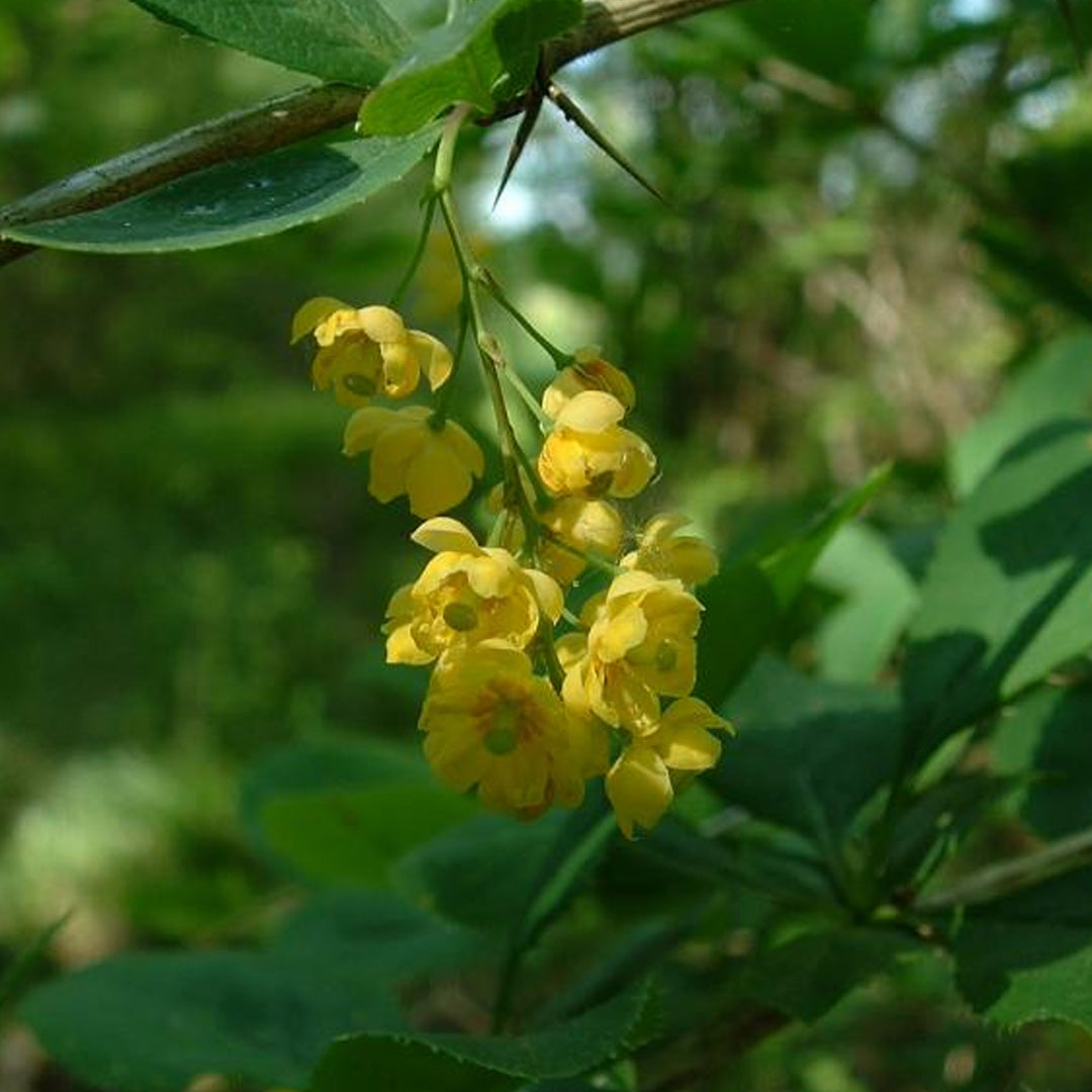 Berberine (Berberis vulgaris)