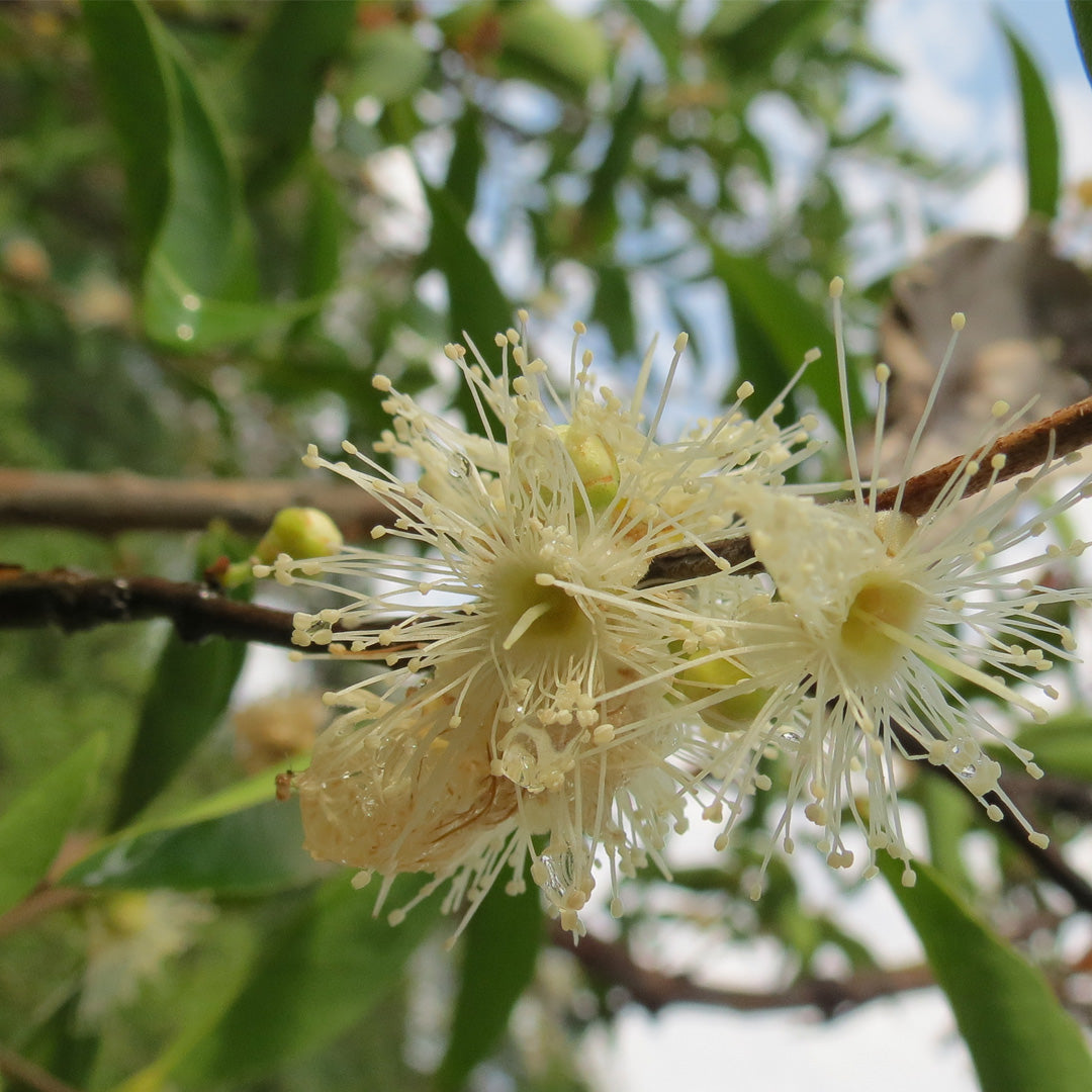 Myrciaria dubia (Camu Camu)