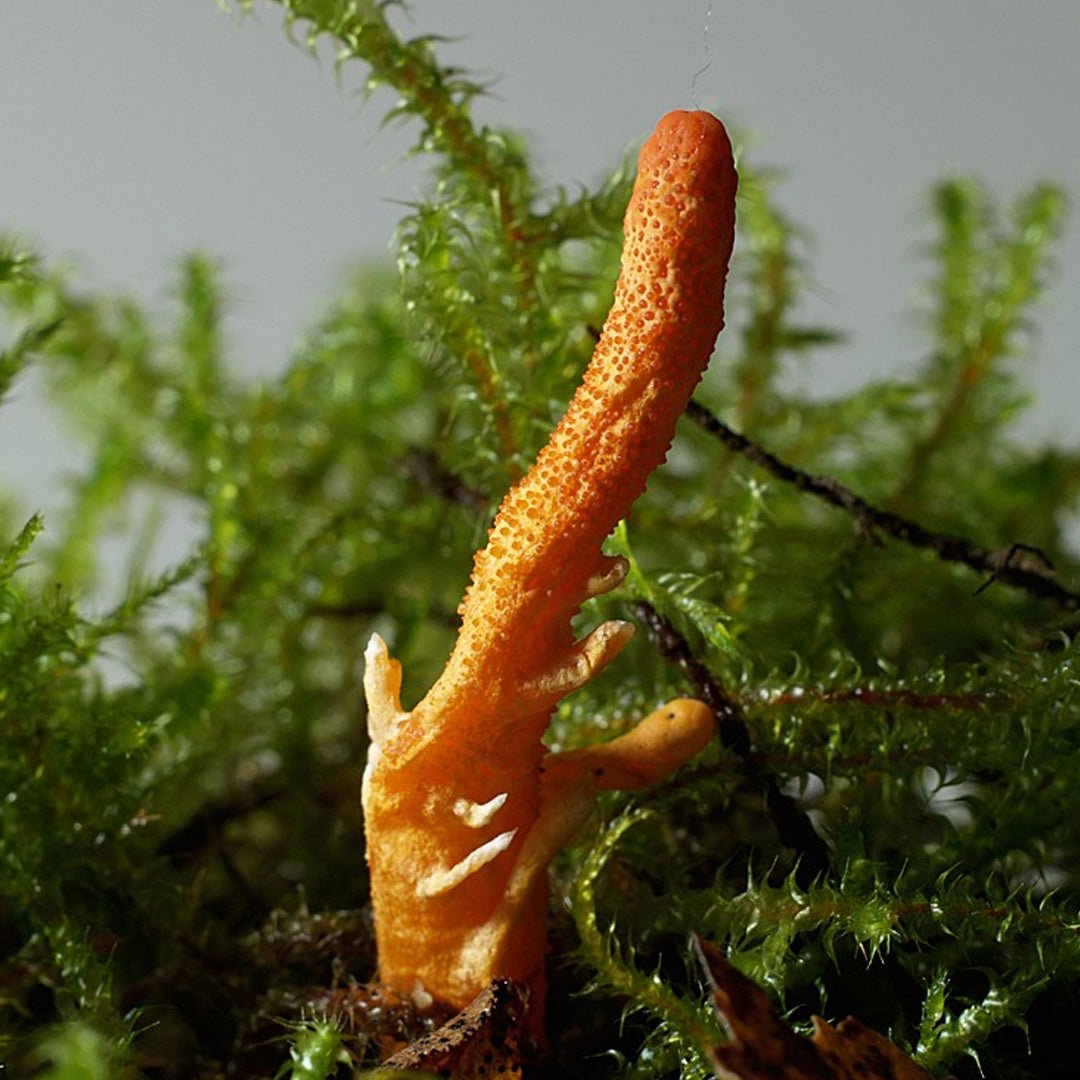 Cordyceps