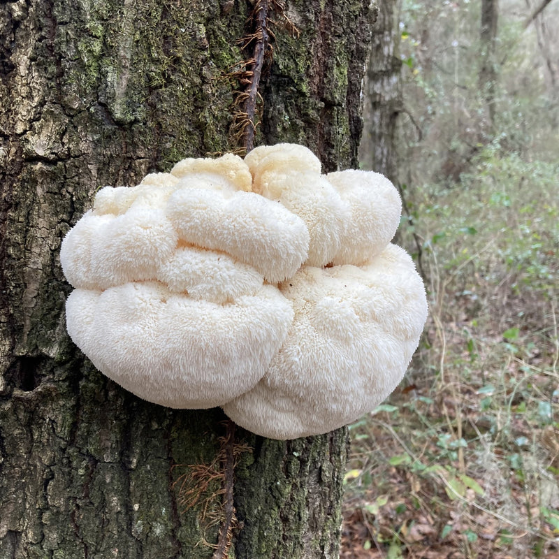 Lion’s Mane Mushroom