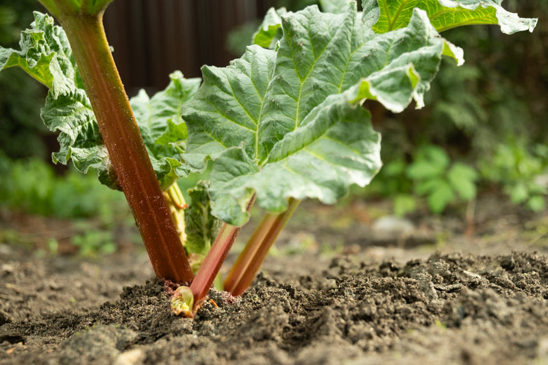 Rhubarb Root