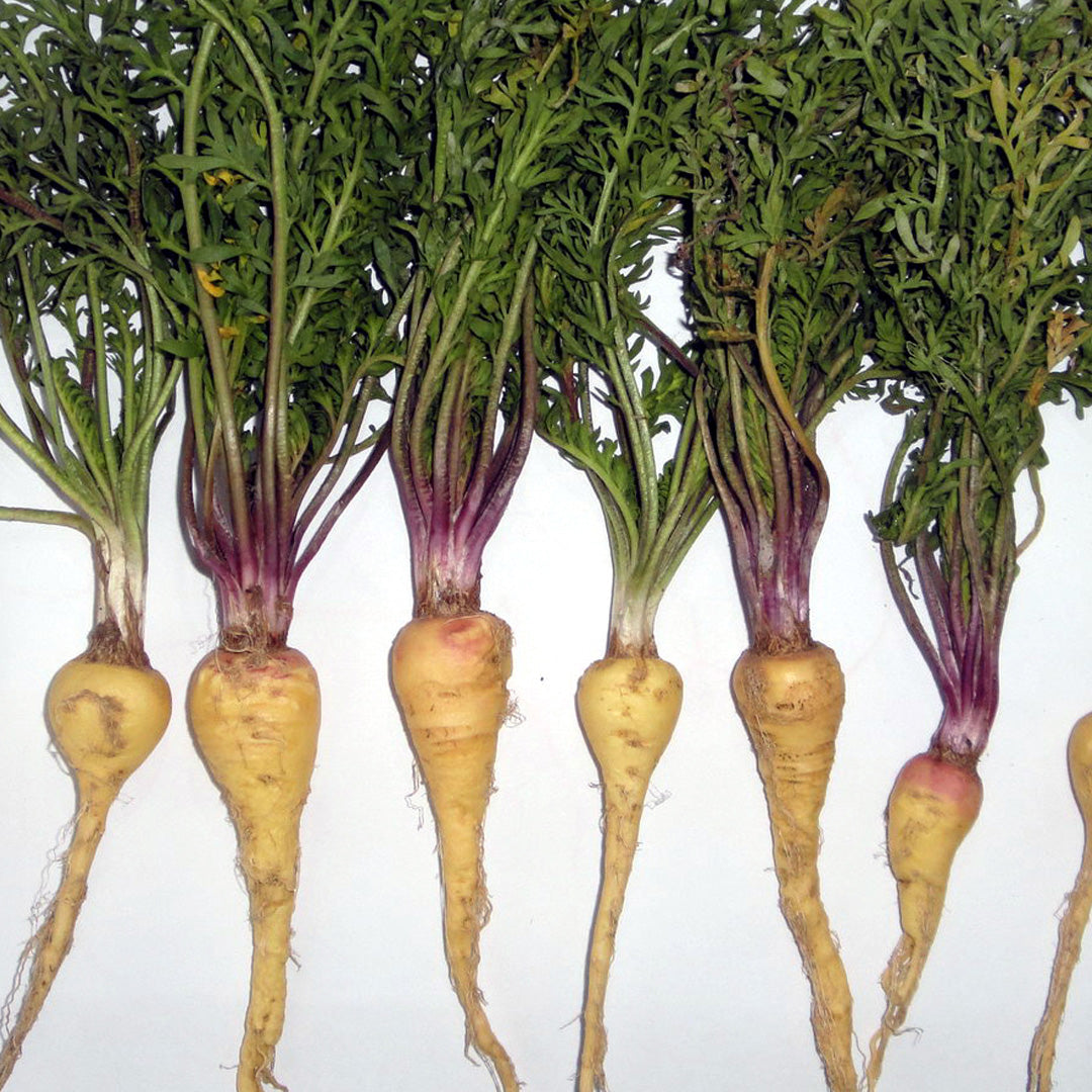 Maca Root