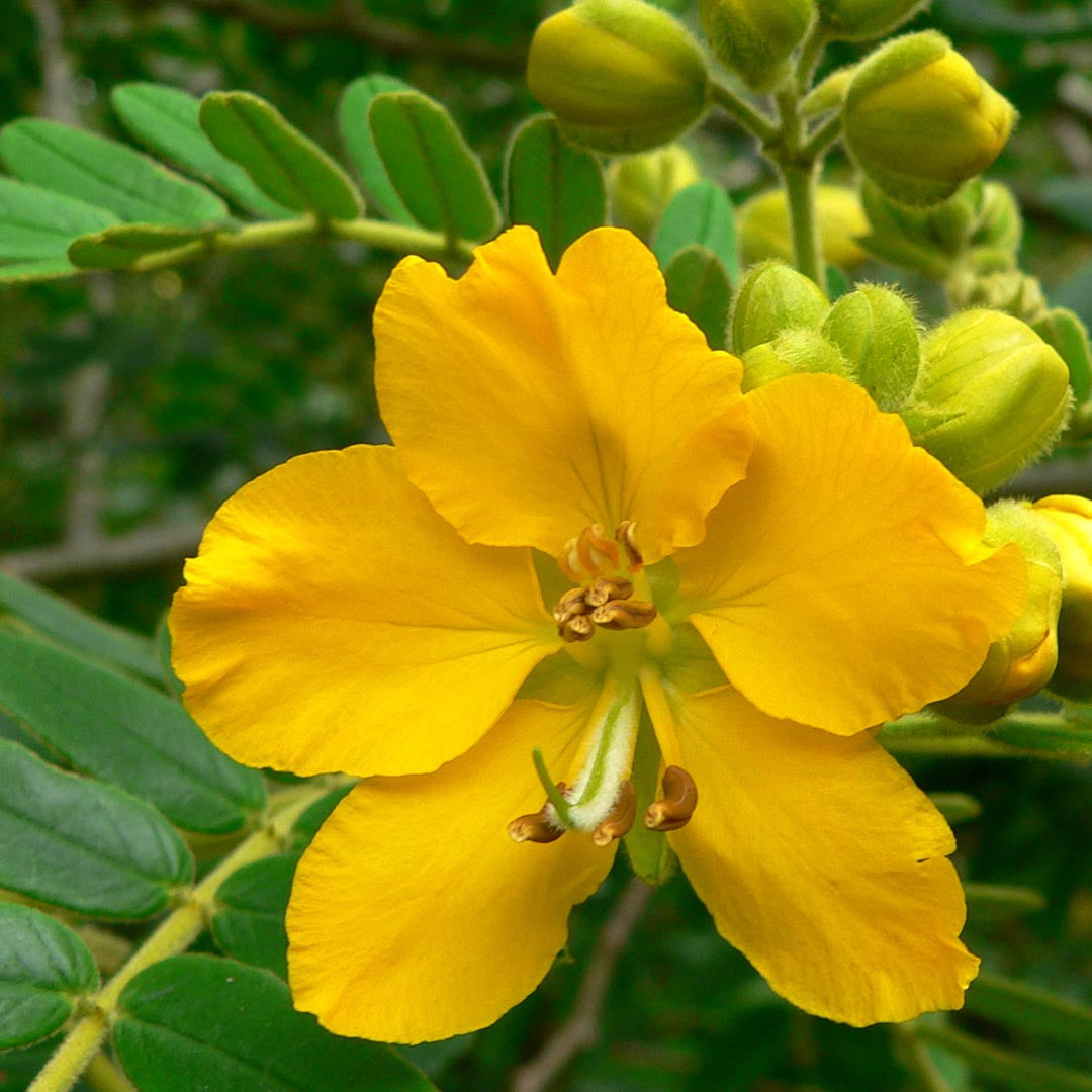 Senna