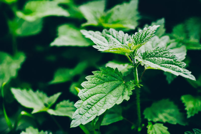 Stinging Nettle