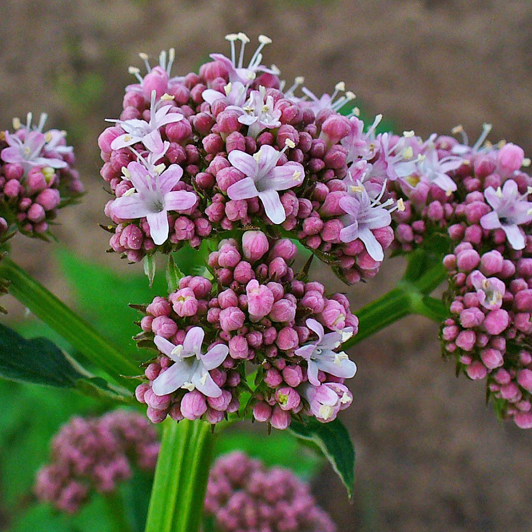 Valeriana officinalis
